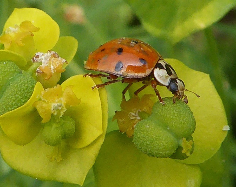 Marienkäfer