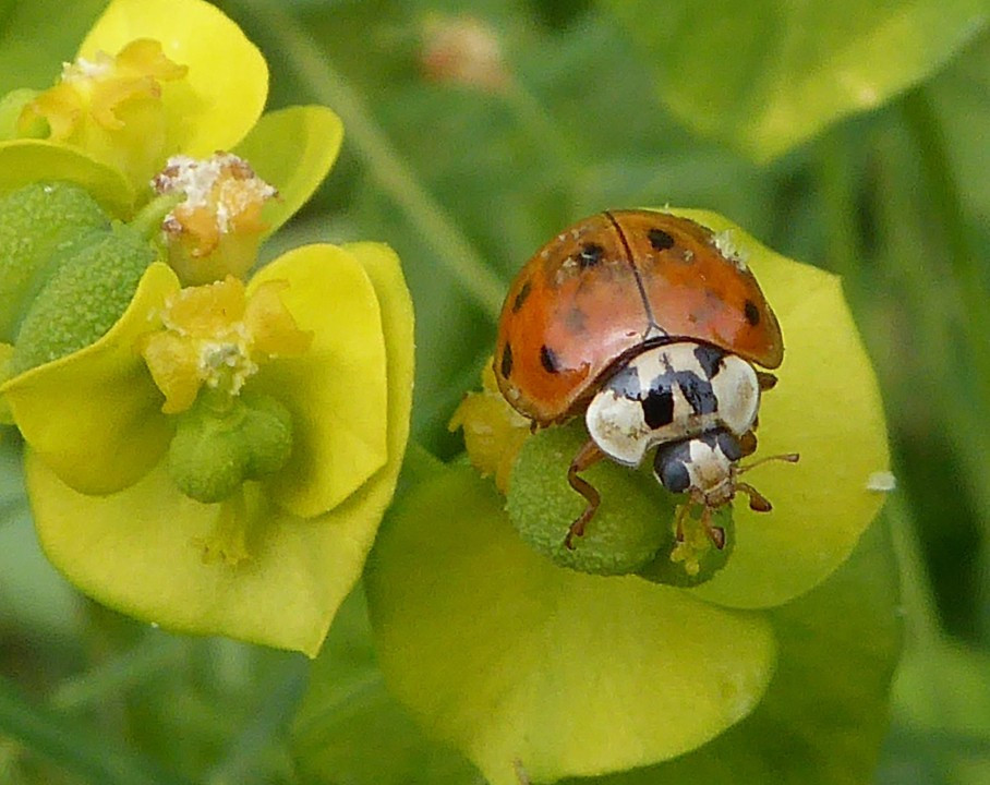 Marienkäfer