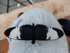 Schmetterlinge