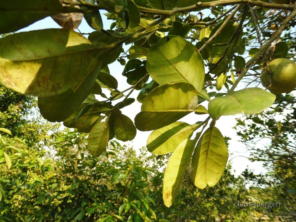 Plantage (4)
