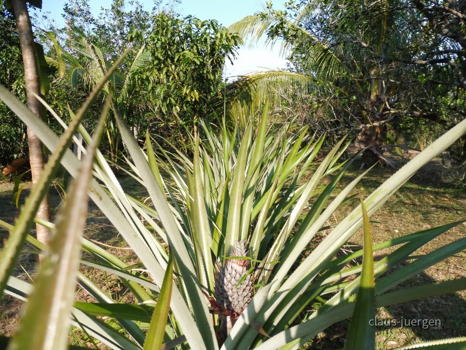 Plantage (10)