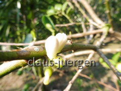 Plantage (12)