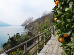 Citruspark