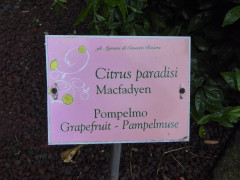 Citruspark