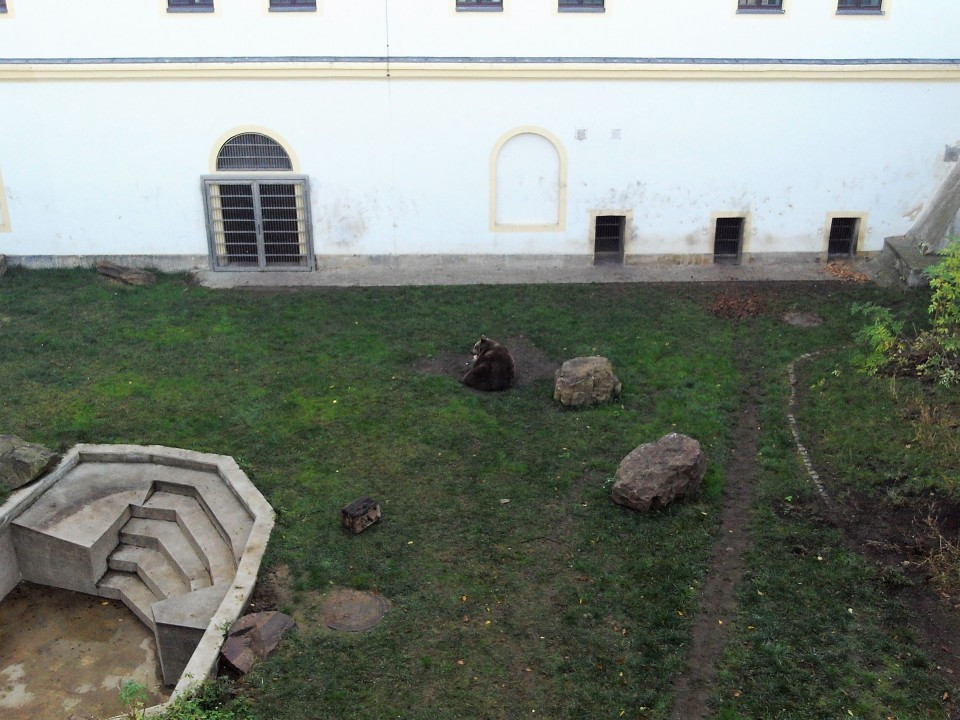 04 Torgau Hartenfels Bären
