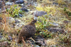 Süden: Schneehuhn am Vatnajökull