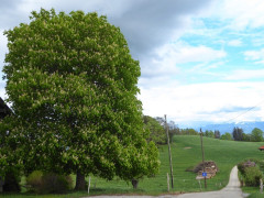 Kastanien