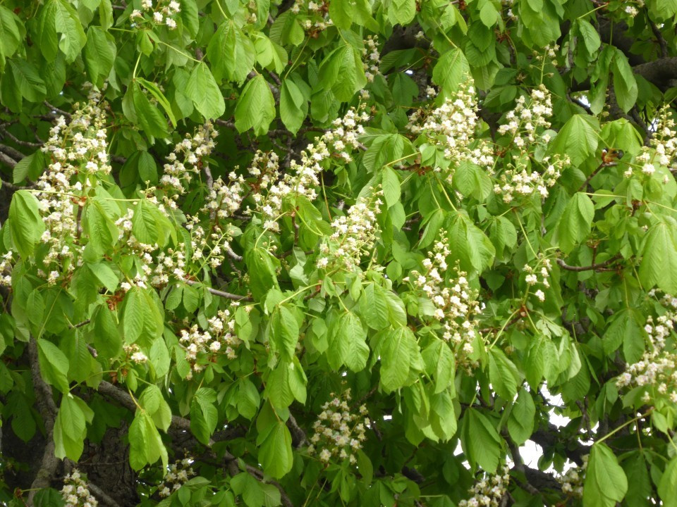 Kastanien