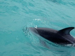 Kaikoura