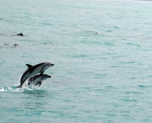 Kaikoura