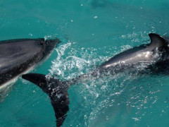 Kaikoura