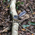 Fantail