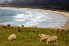 Catlins