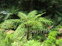 Baumfarn