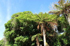 Catlins