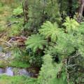 Lake Paringa