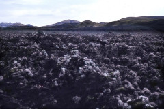 Wandern auf Lavafeldern???