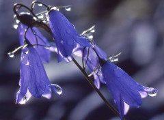 Glockenblume