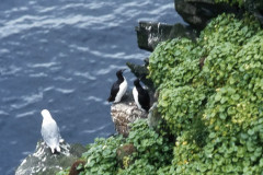 Nordwesten: Hornbjarg, Brutplätze an der Steilküste, Möwen und Trottellummen