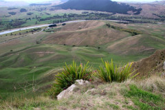 Napier