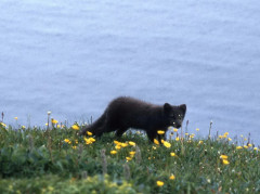 Nordwesten: Hornbjarg, neugieriger Polarfuchs
