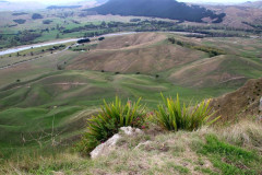 Napier