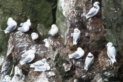 Nordwesten: Hornbjarg, Möwen an der Steilküste