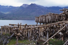 Norden: Insel Grimsey,  Fisch wird getrocknet