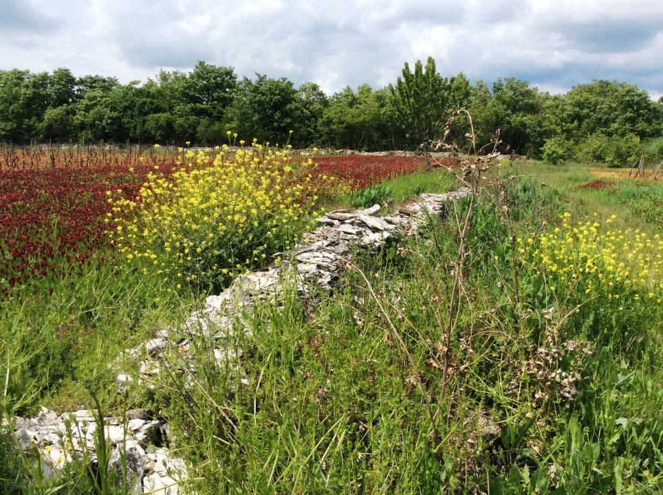 Svetvinčenat