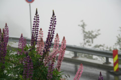 Lupinen, Geiranger