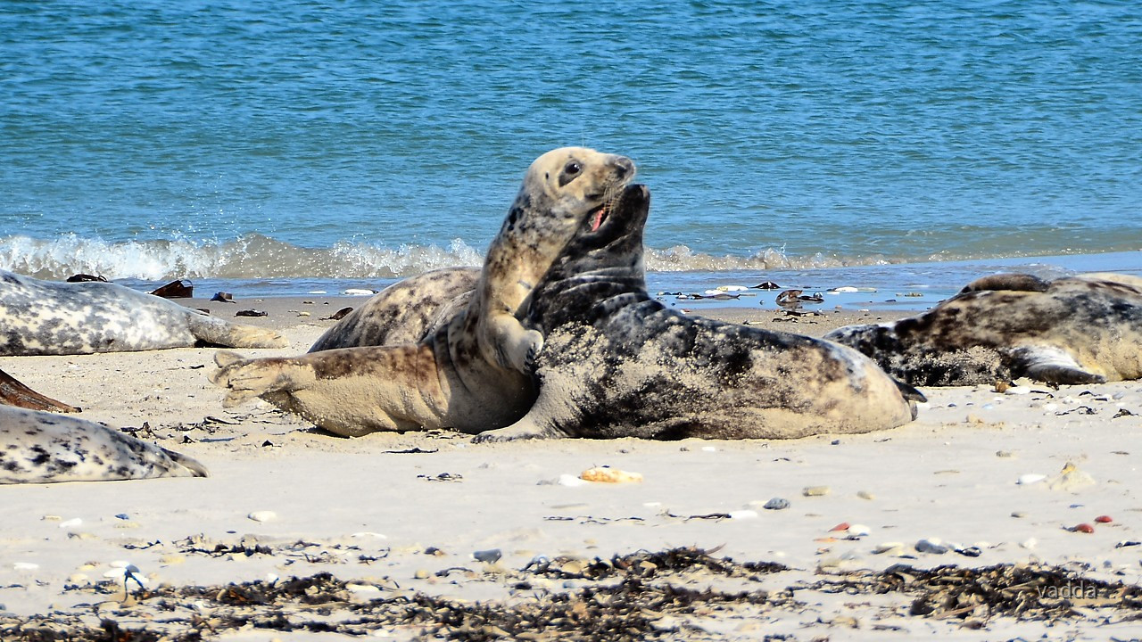 Helgoland-Düne