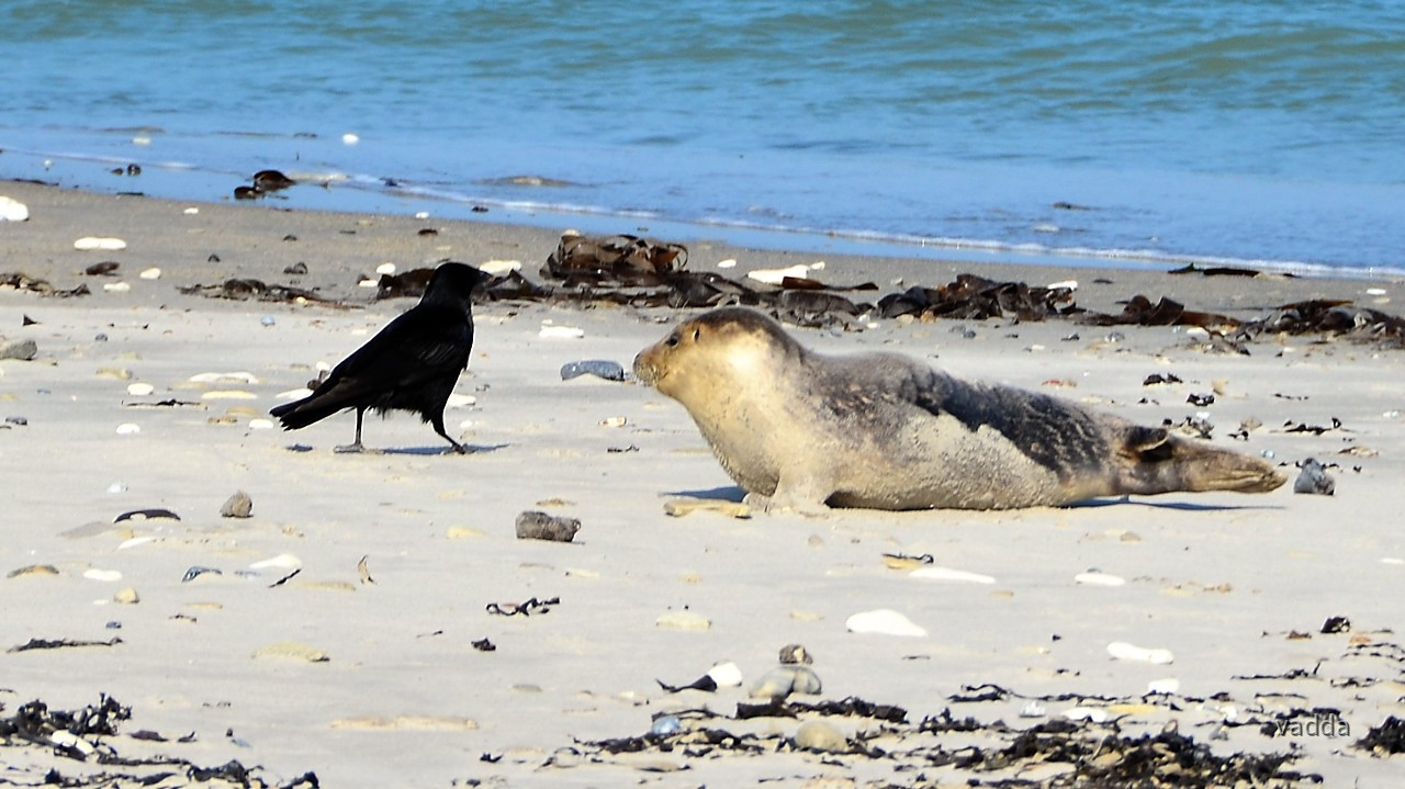 Helgoland-Düne