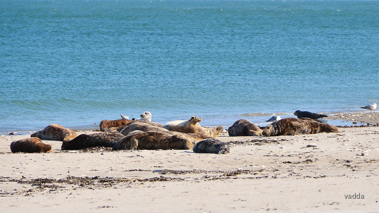 Helgoland-Düne