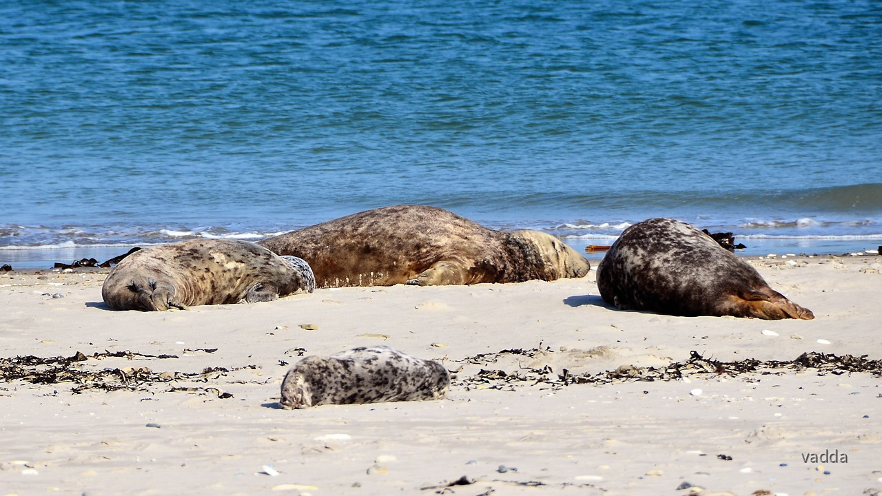 Helgoland-Düne