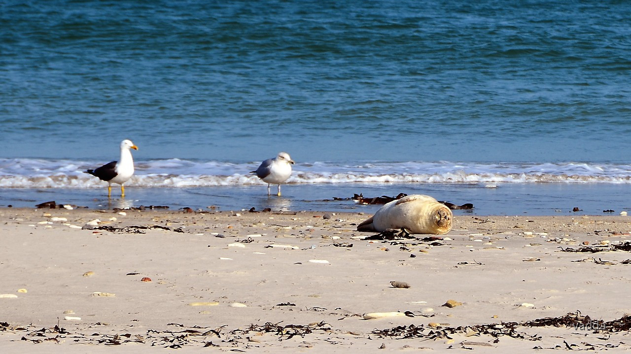 Helgoland-Düne