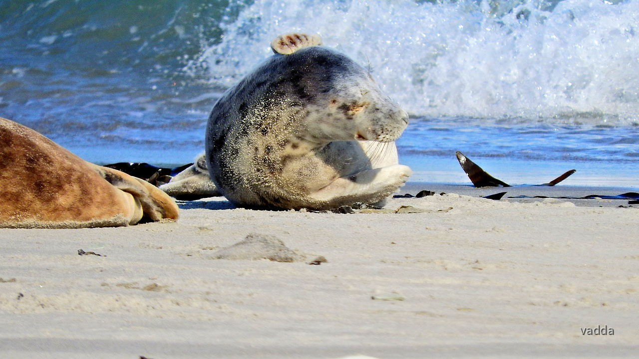 Helgoland-Düne