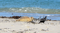 Helgoland-Düne
