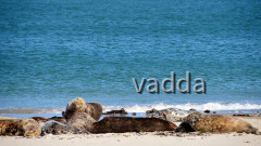Helgoland-Düne