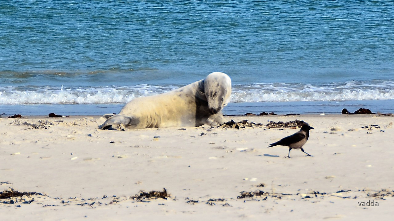 Helgoland-Düne