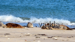 Helgoland-Düne