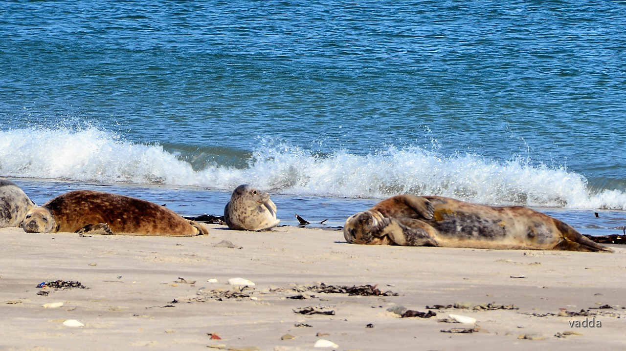 Helgoland-Düne