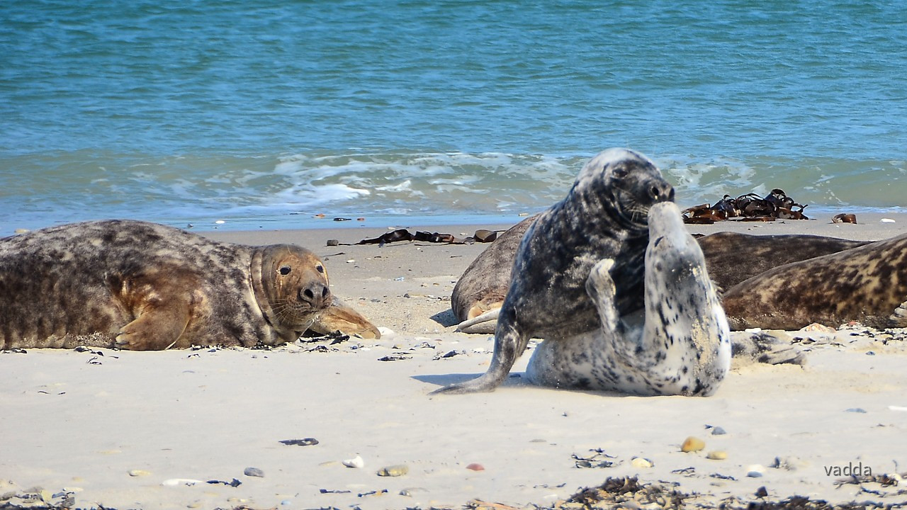 Helgoland-Düne