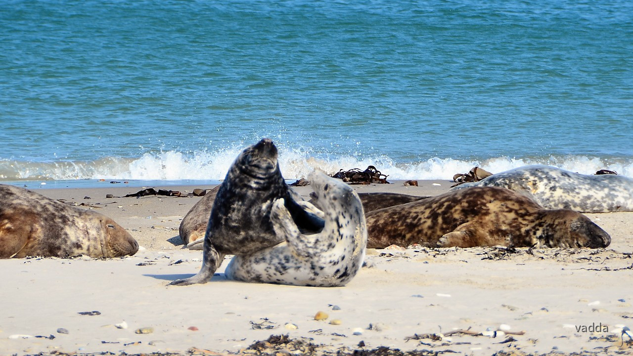 Helgoland-Düne
