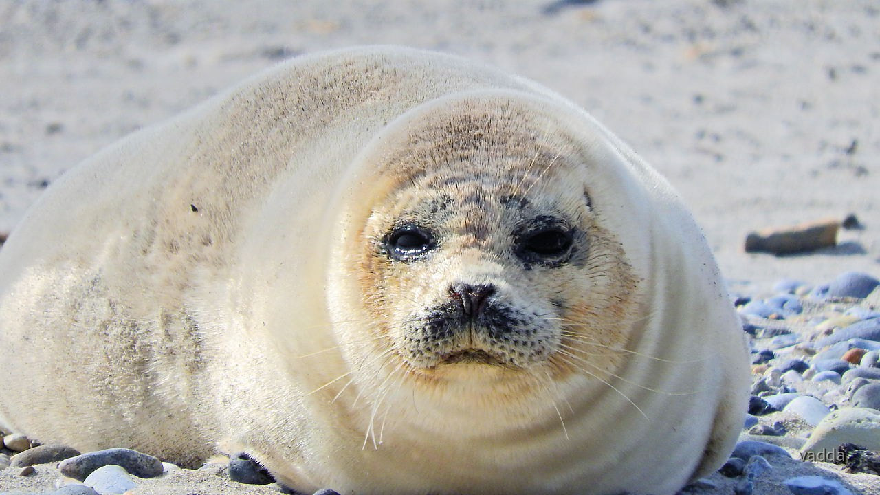 Helgoland-Düne