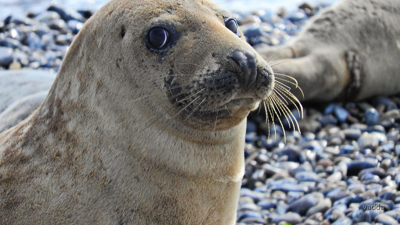 Helgoland-Düne