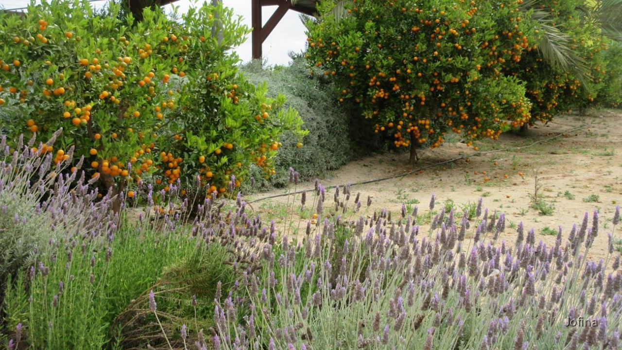 Lavendel1