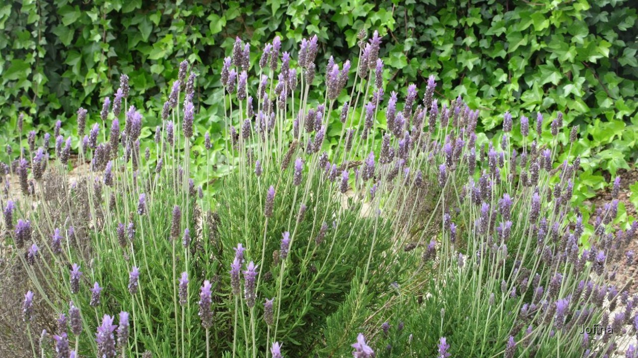 Lavendel2