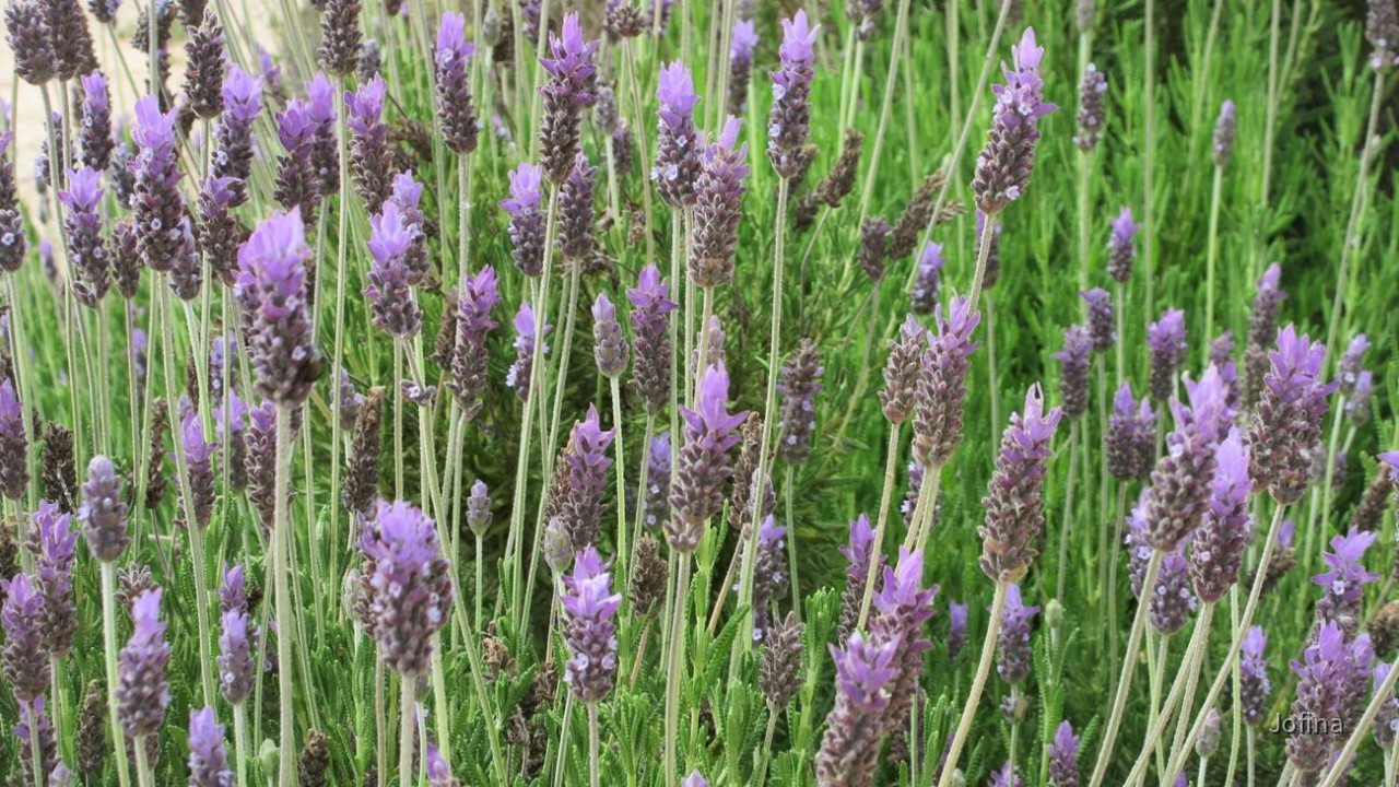 Lavendel3