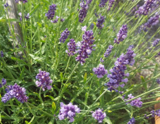 Lavendelblüten