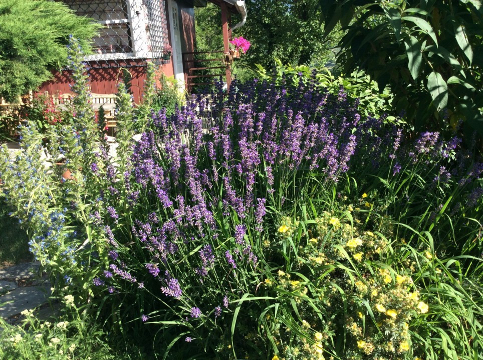 Lavendel